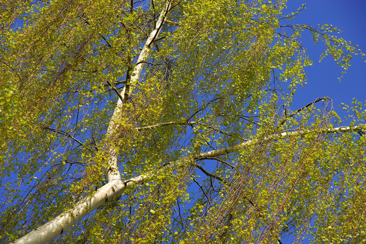 Image - birch spring nature recovery green