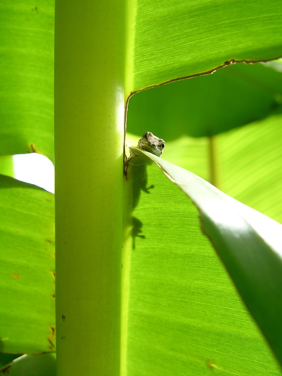 Image - geko leaf plant africa