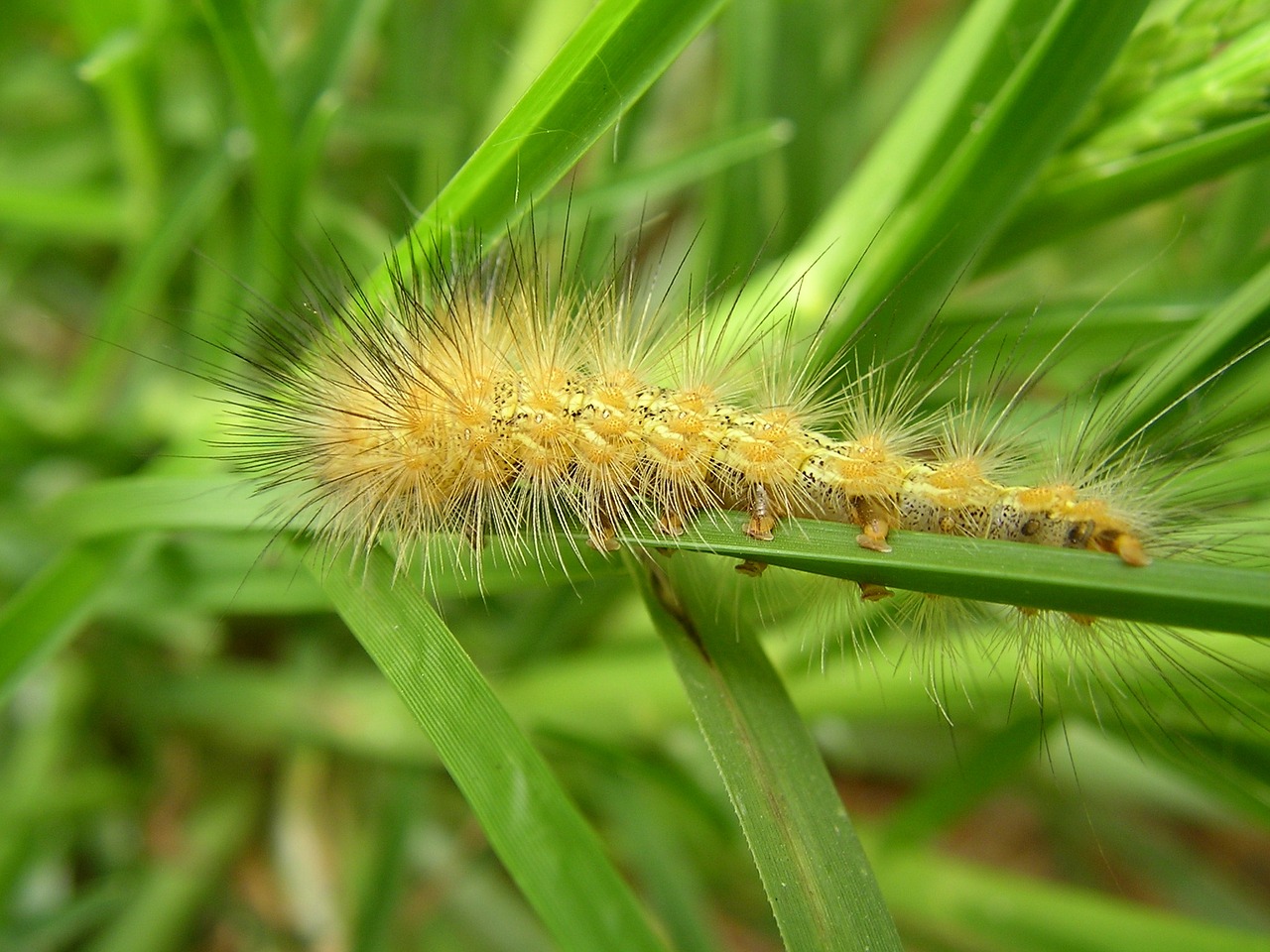 Image - caterpillar safari africa