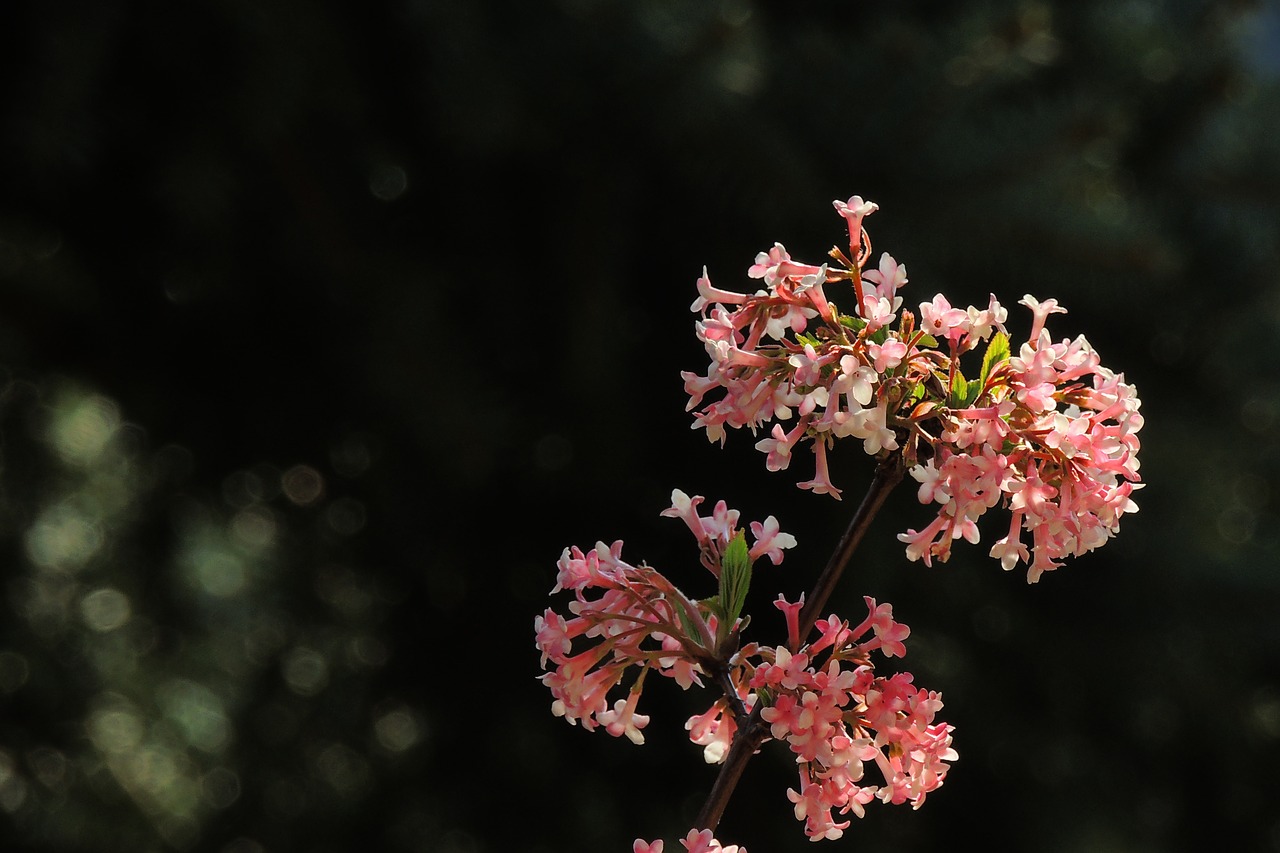 Image - flowers flower viburnum