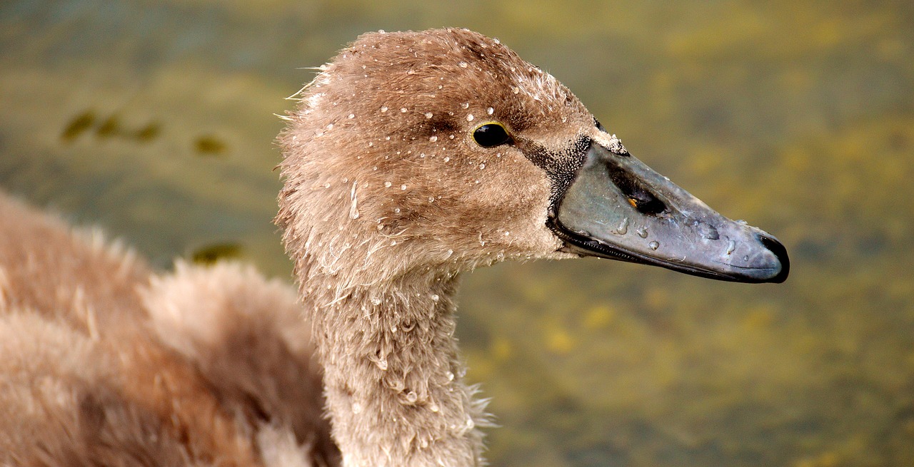 Image - swan young animal bird plumage