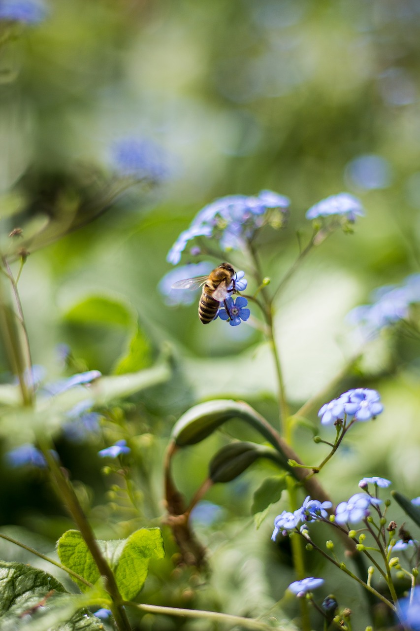 Image - forest flower bee nature spring