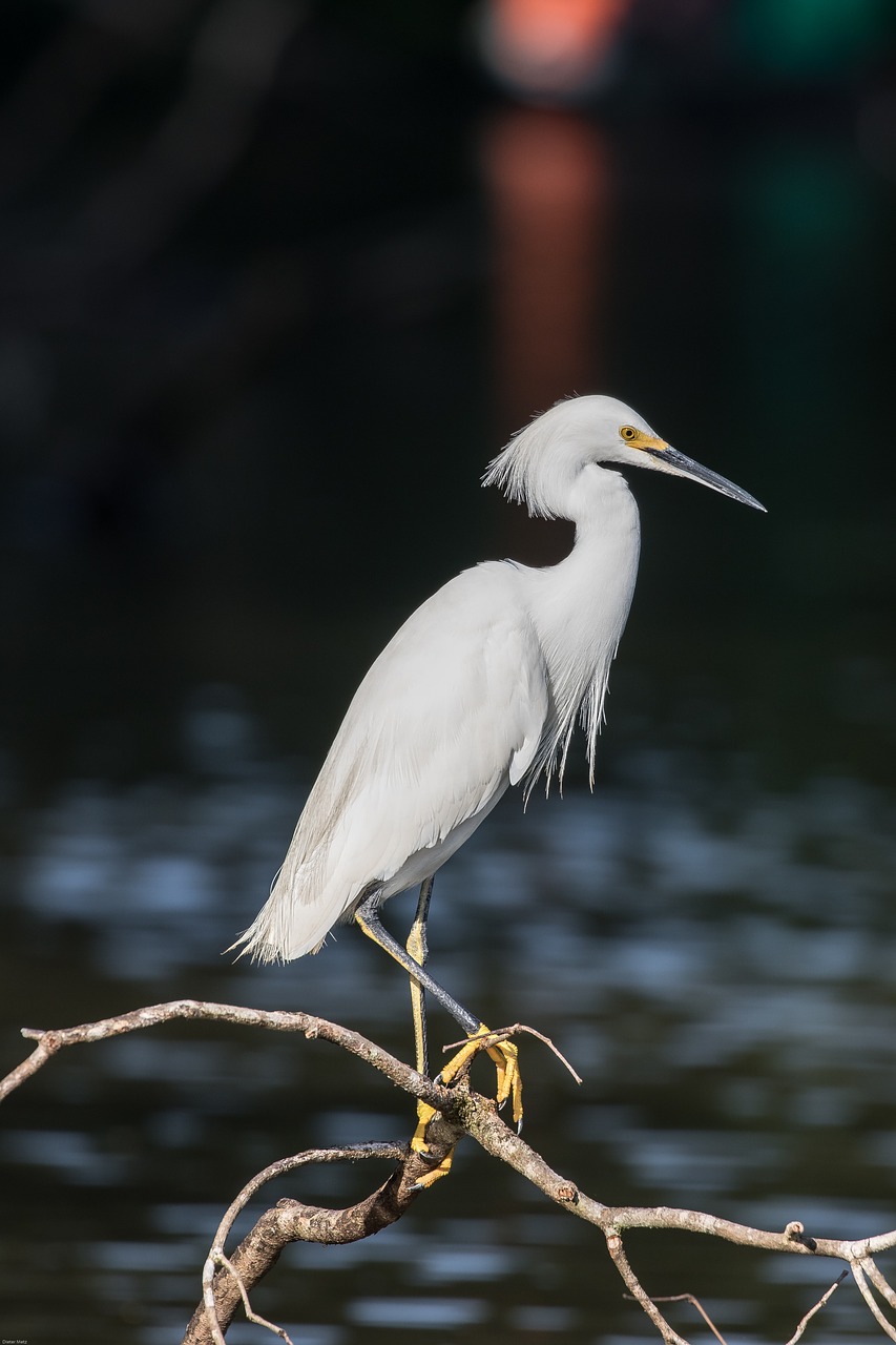 Image - jewelry breasted heron bird