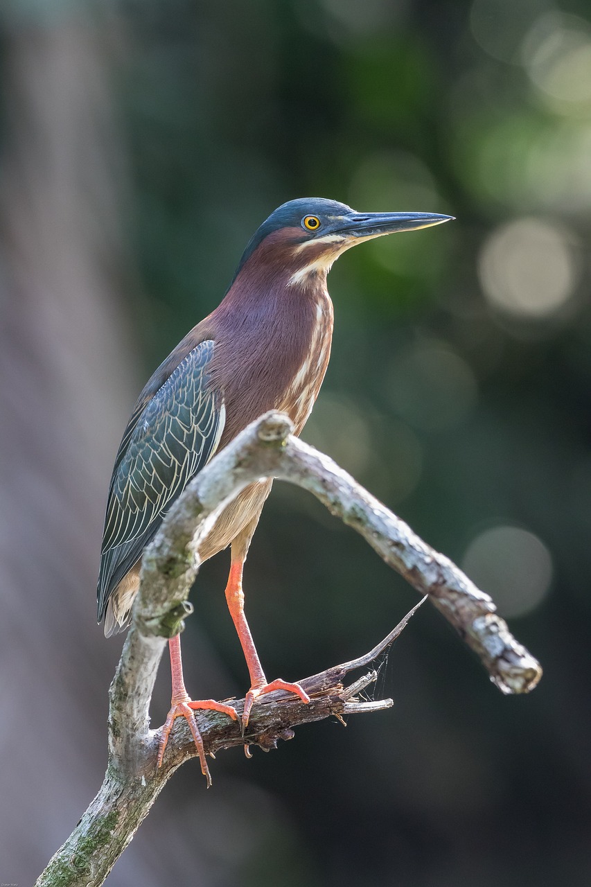 Image - green heron water bird heron bird