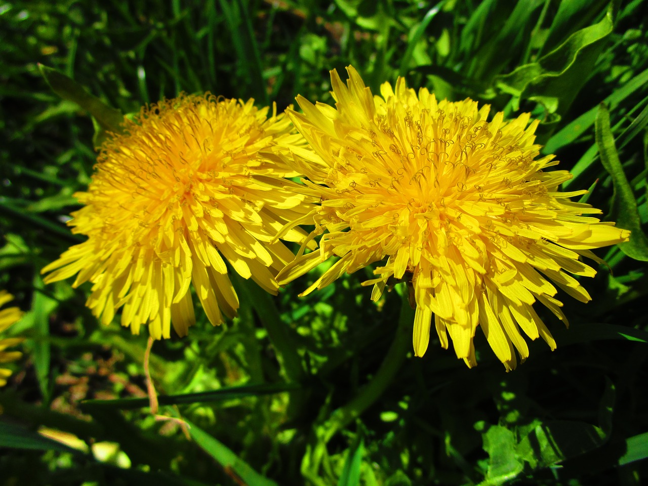 Image - dandelion yellow flower hundeblume