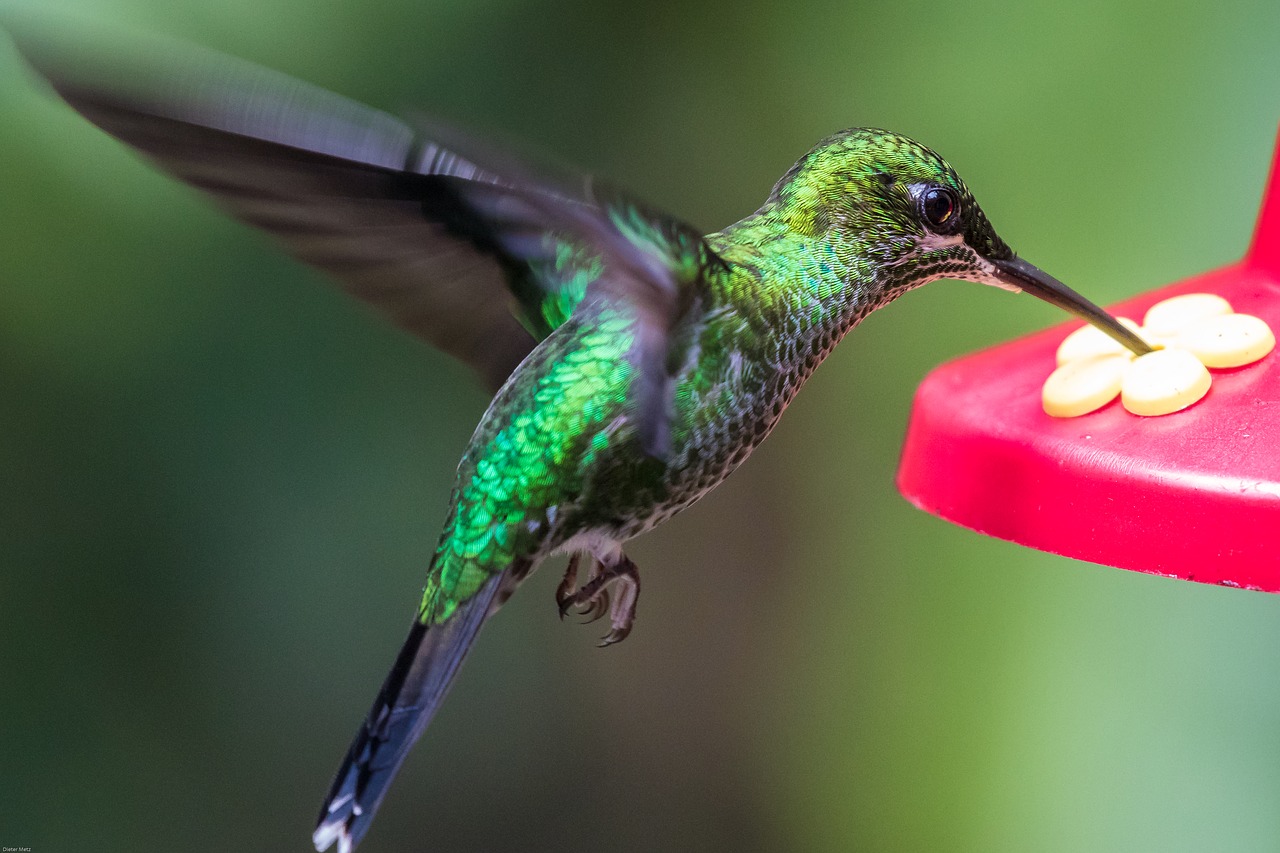 Image - hummingbird bird wing fly exotic