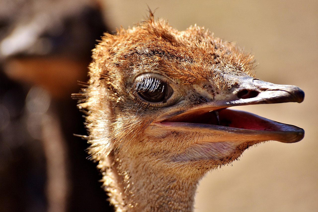 Image - bouquet ostrich farm cute bird