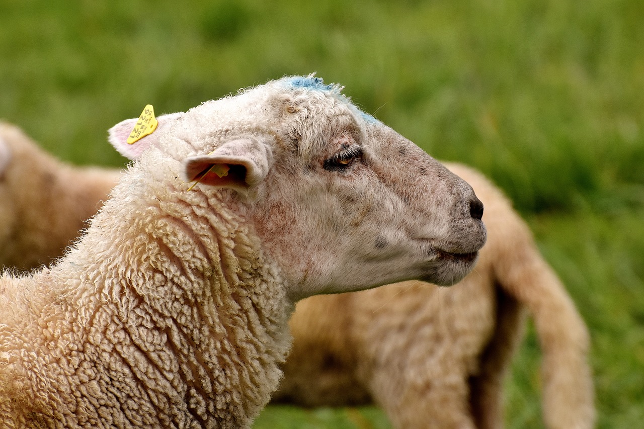 Image - sheep animal world animal portrait