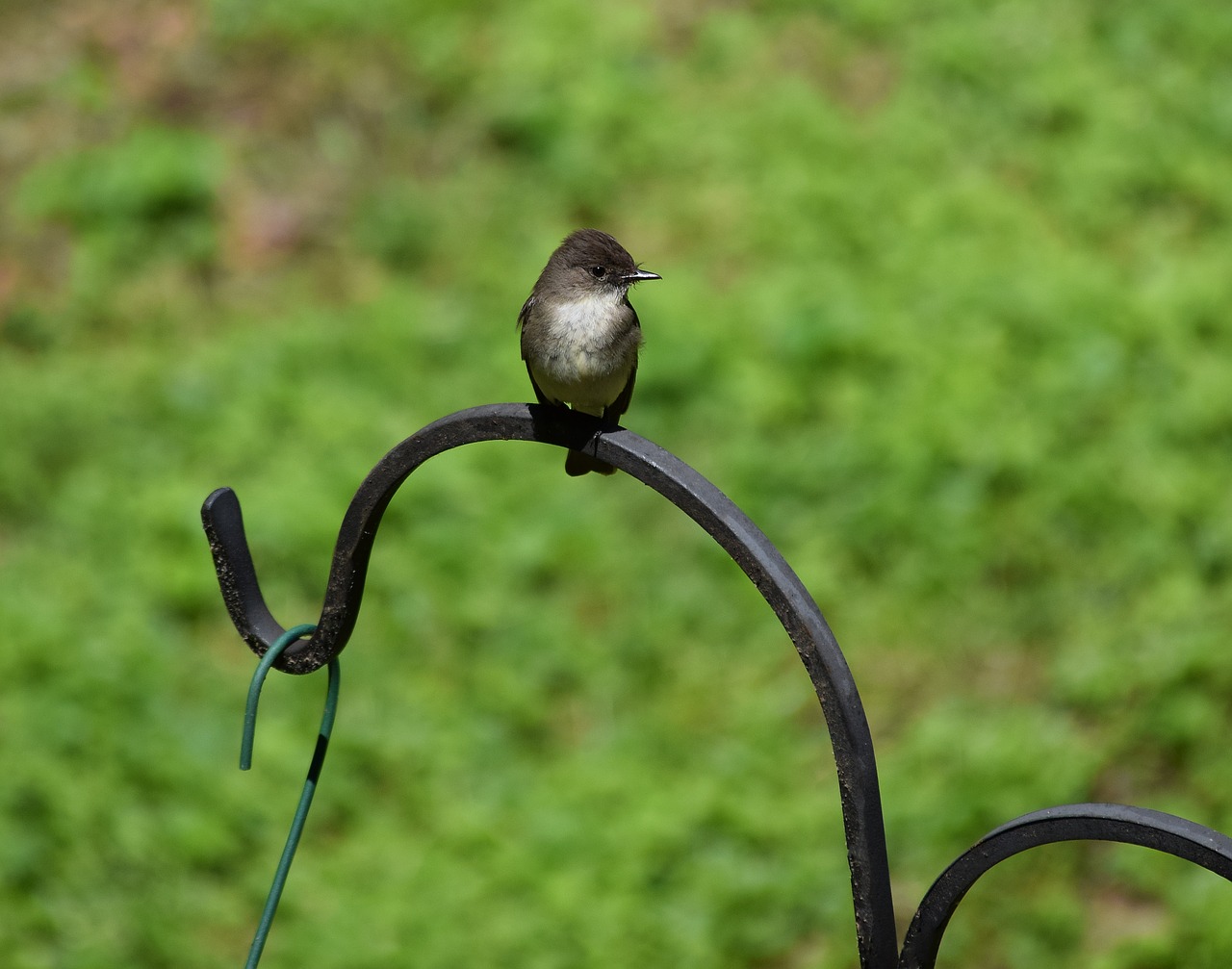 Image - eastern phoebe tyrant flycatcher