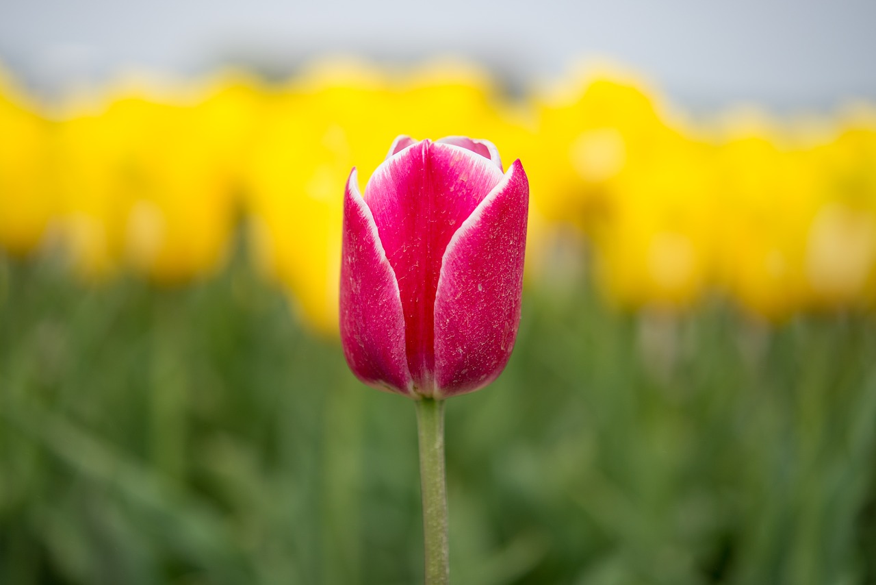 Image - red tu ip yellow flower field