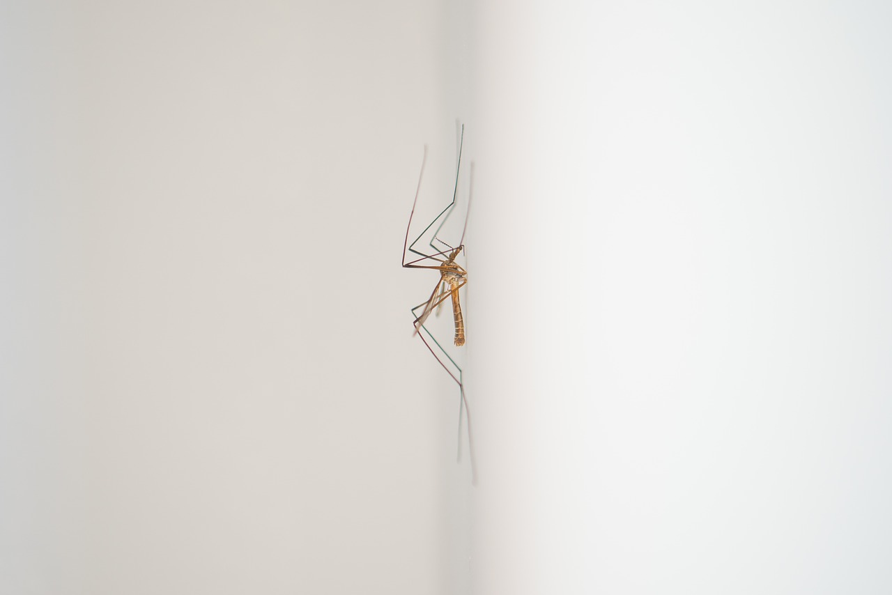 Image - mosquito midge animal sting white
