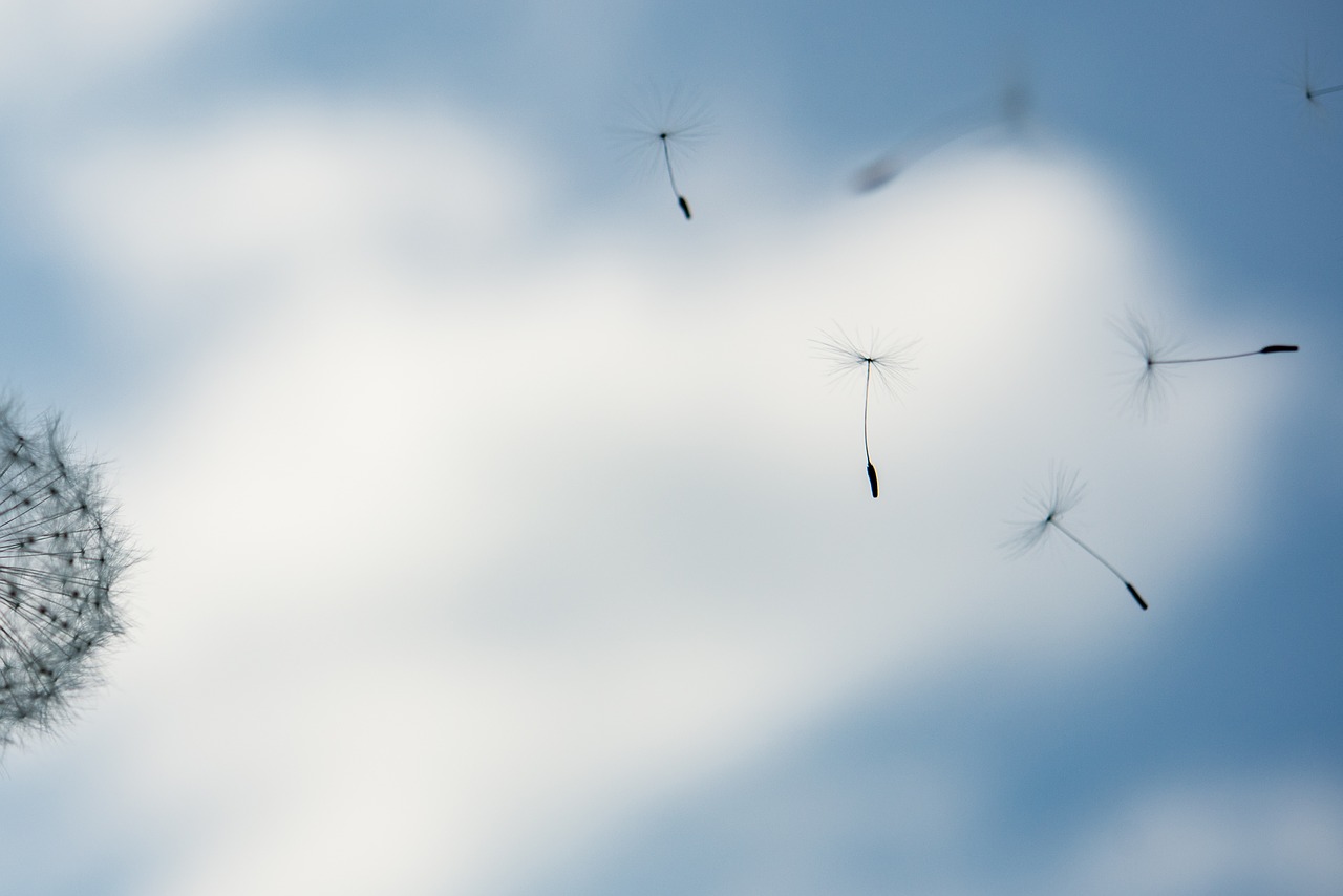 Image - dandelion flying seed blow flying