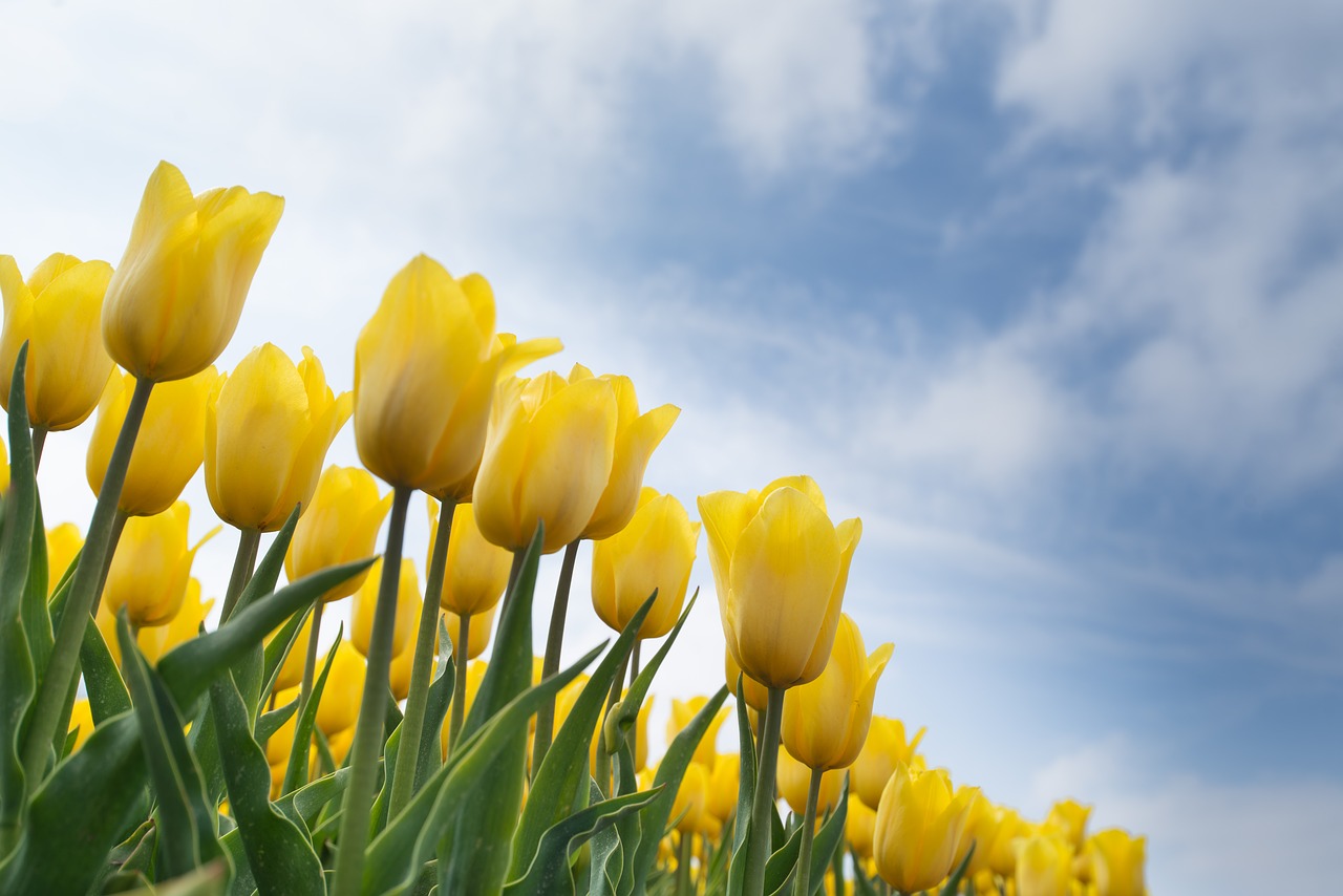 Image - yellow tulip bulb field spring