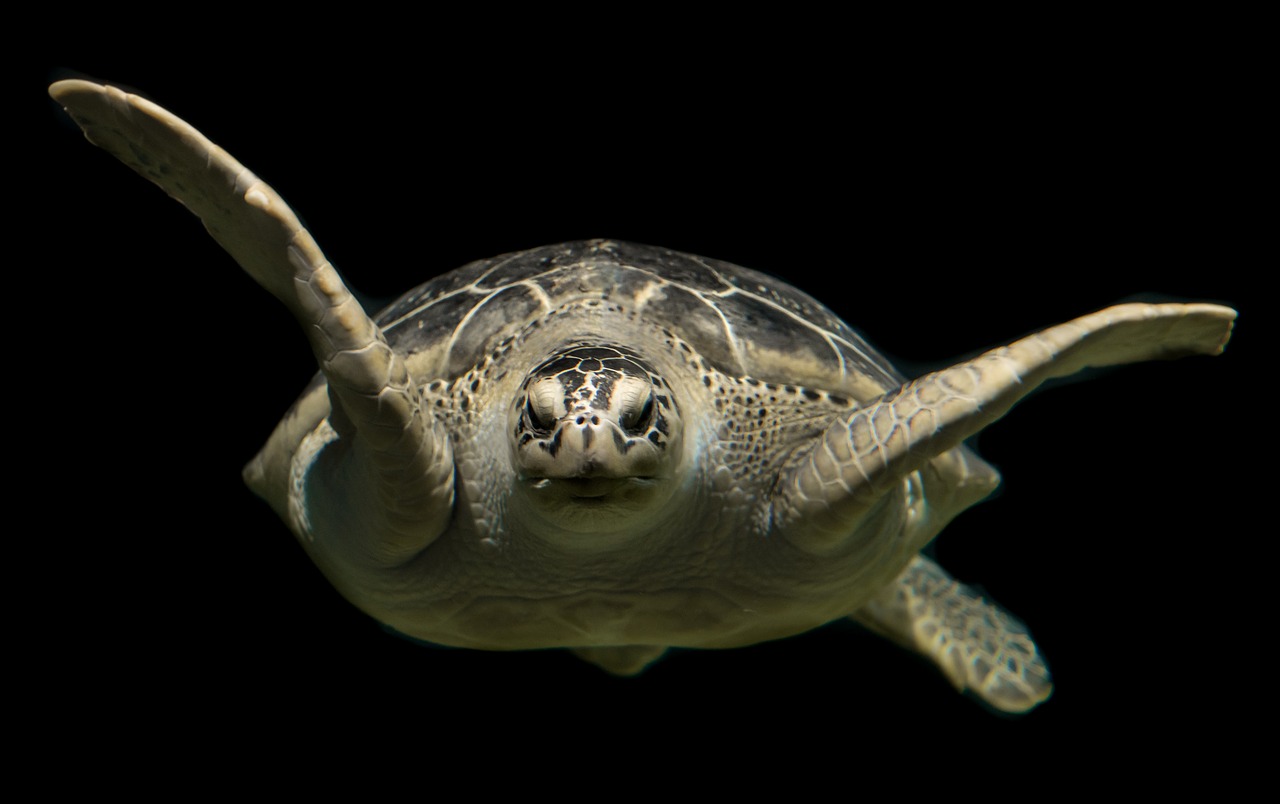 Image - turtle green sea ocean animal