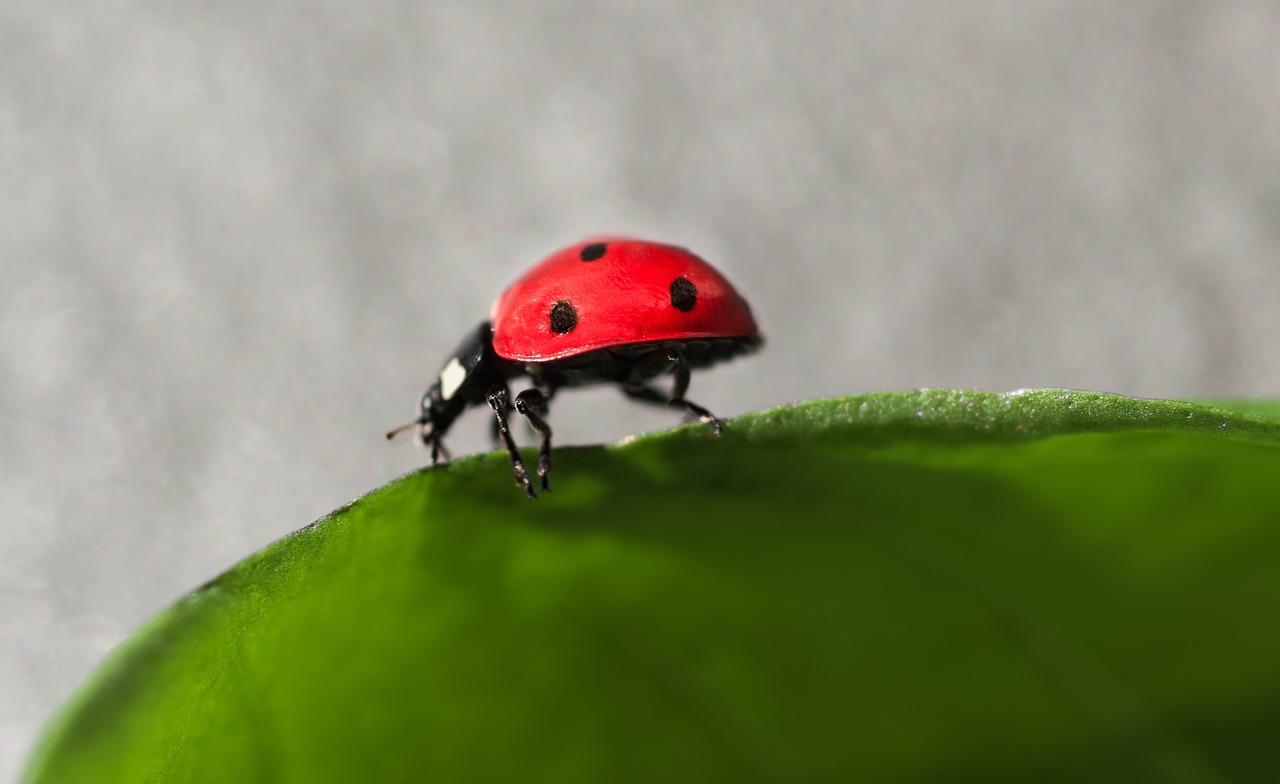 Image - ladybug insect bug green nature