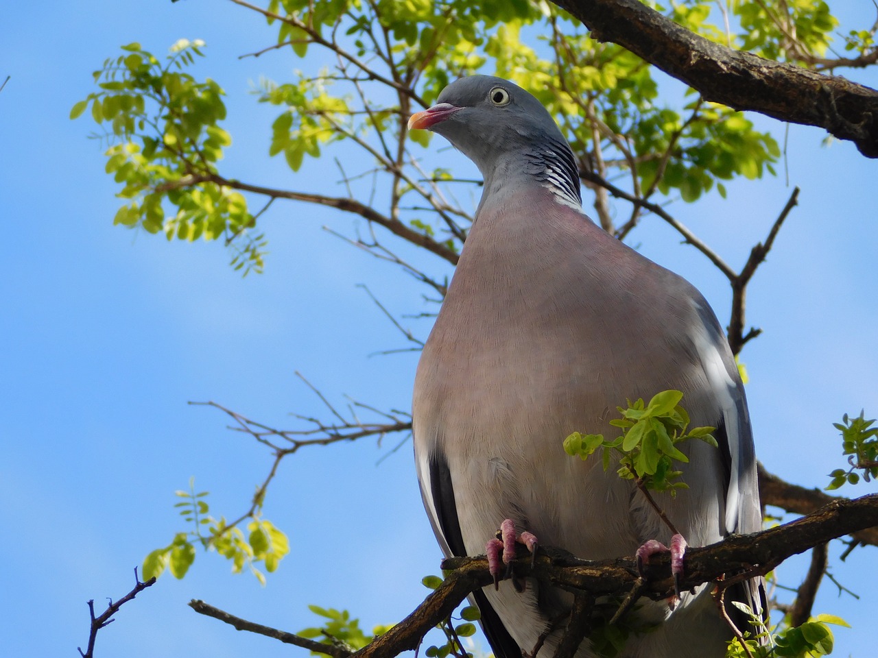 Image - dove on the branch branch bird sit