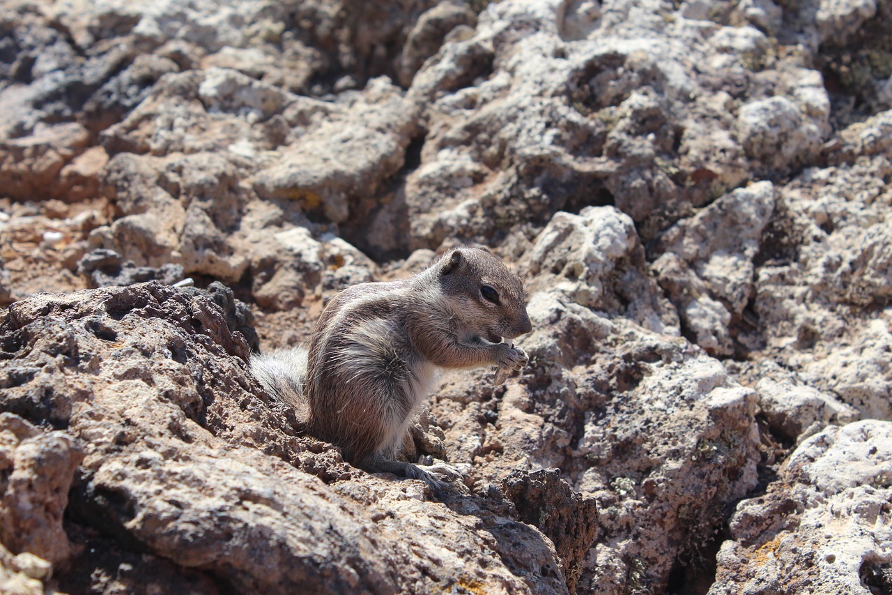 Image - rock squirrel wildlife small furry