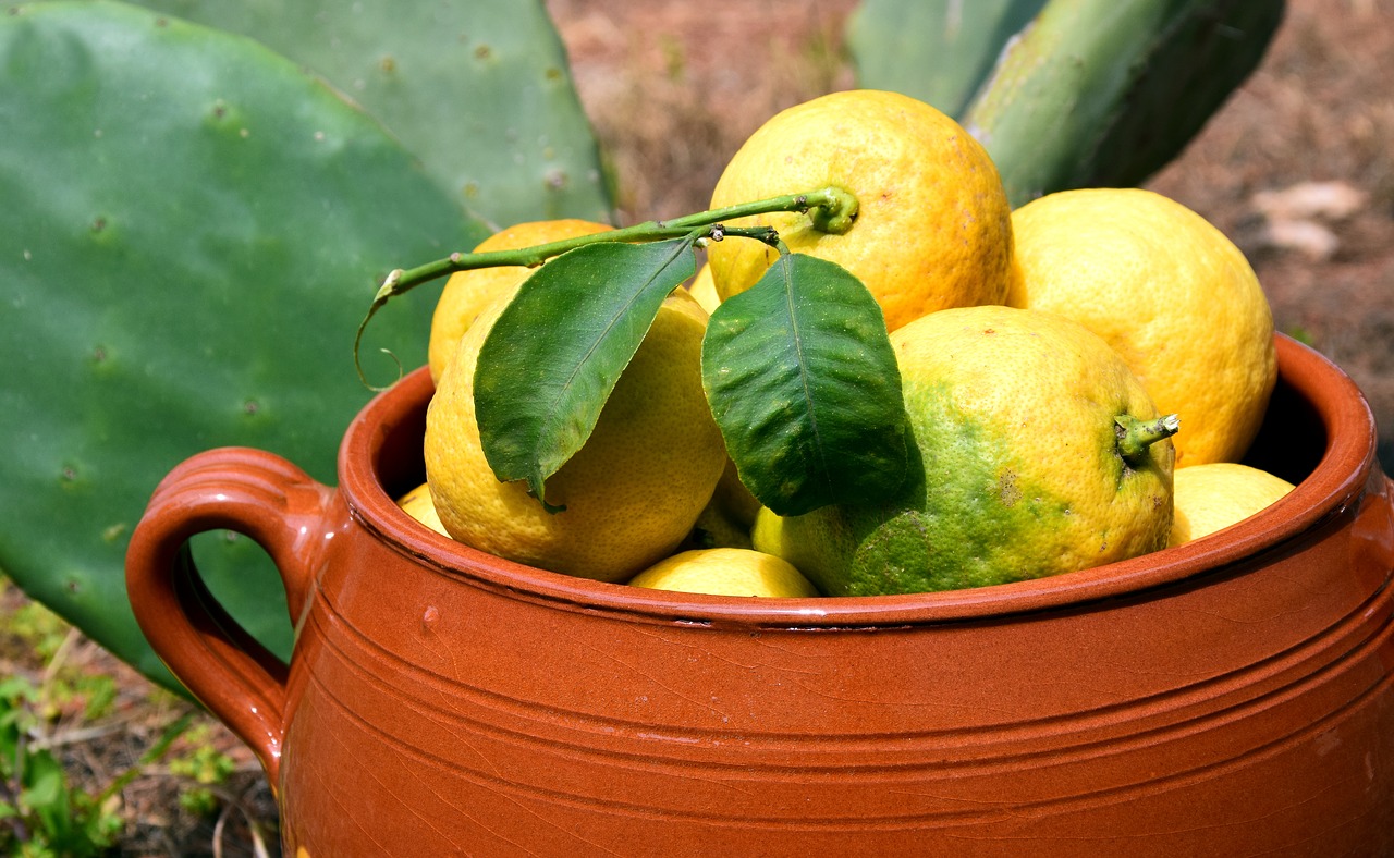 Image - lemons cactus clay pot