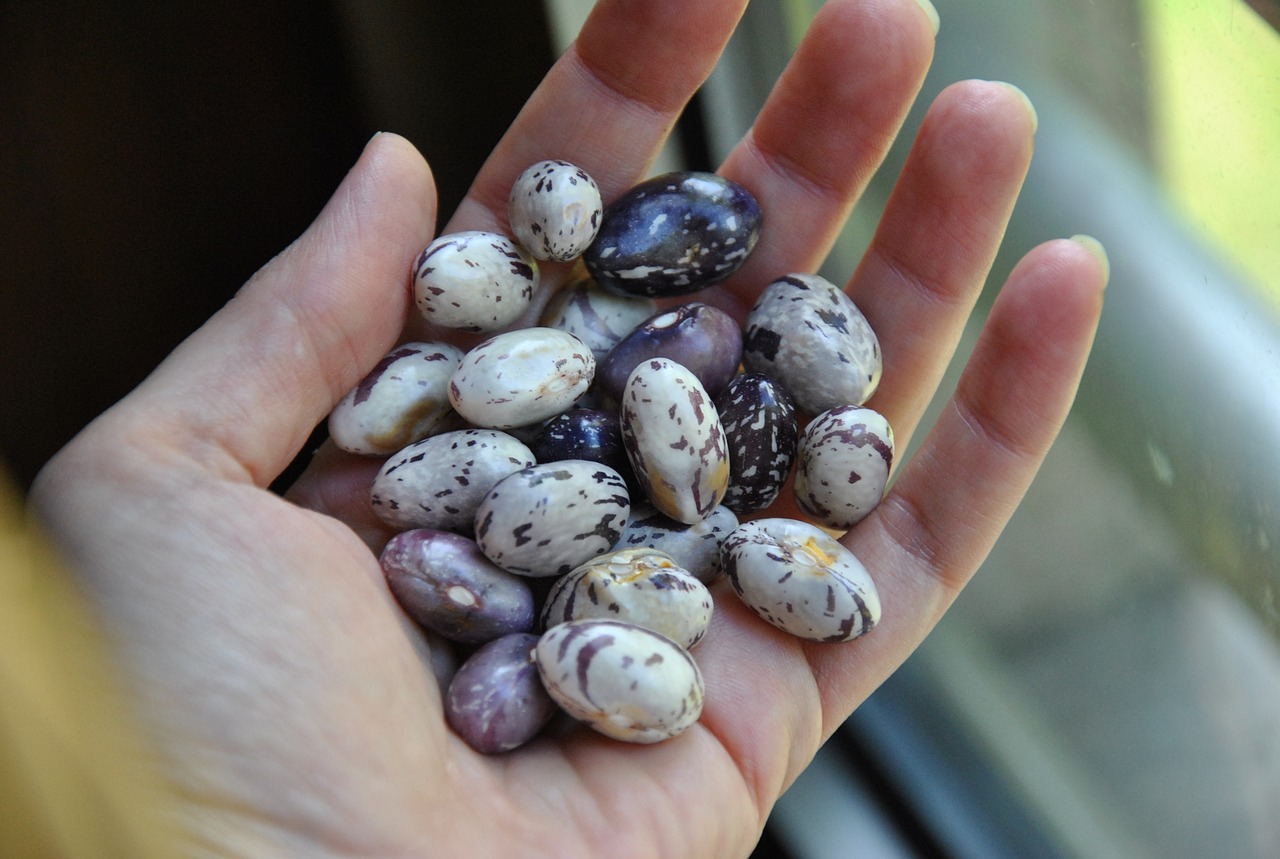 Image - ingredient beans grain legumes