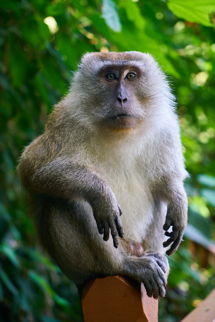 Image - monkey animal wild malaysia tree