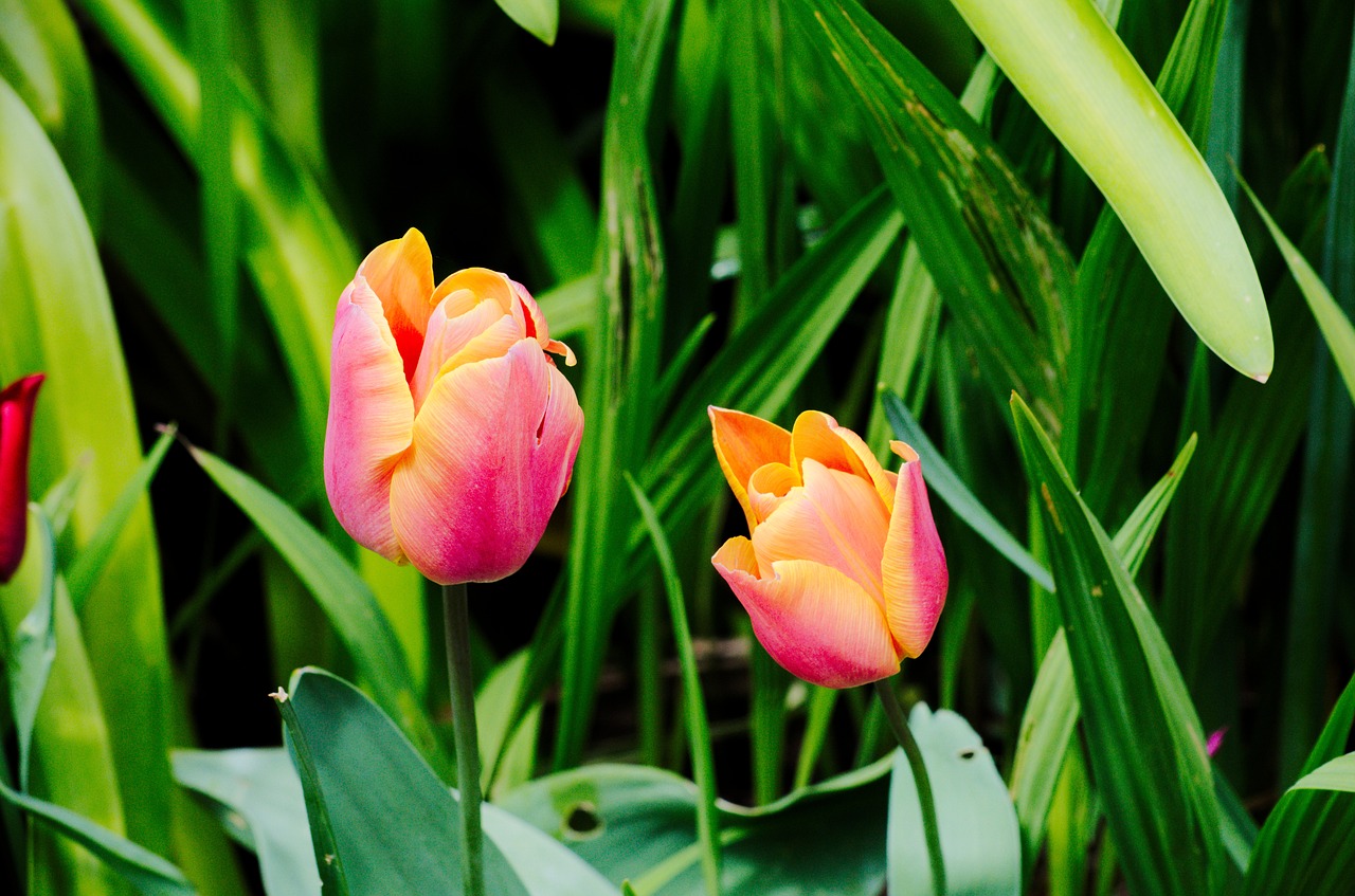 Image - tulips flowers flora nature botany