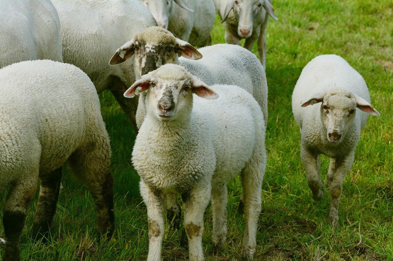 Image - sheep flock of sheep pasture lambs