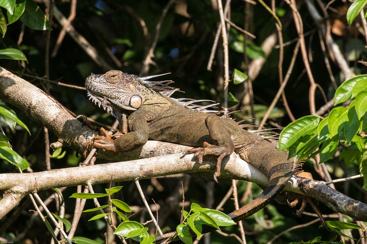 Image - iguana tropics rainforest reptile