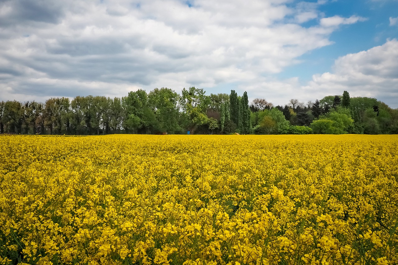 Image - landscape field of rapeseeds