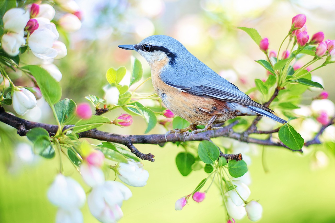 Image - spring bird bird spring blue