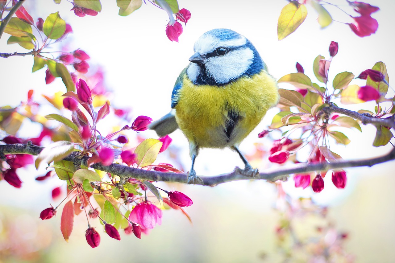 Image - spring bird bird spring blue