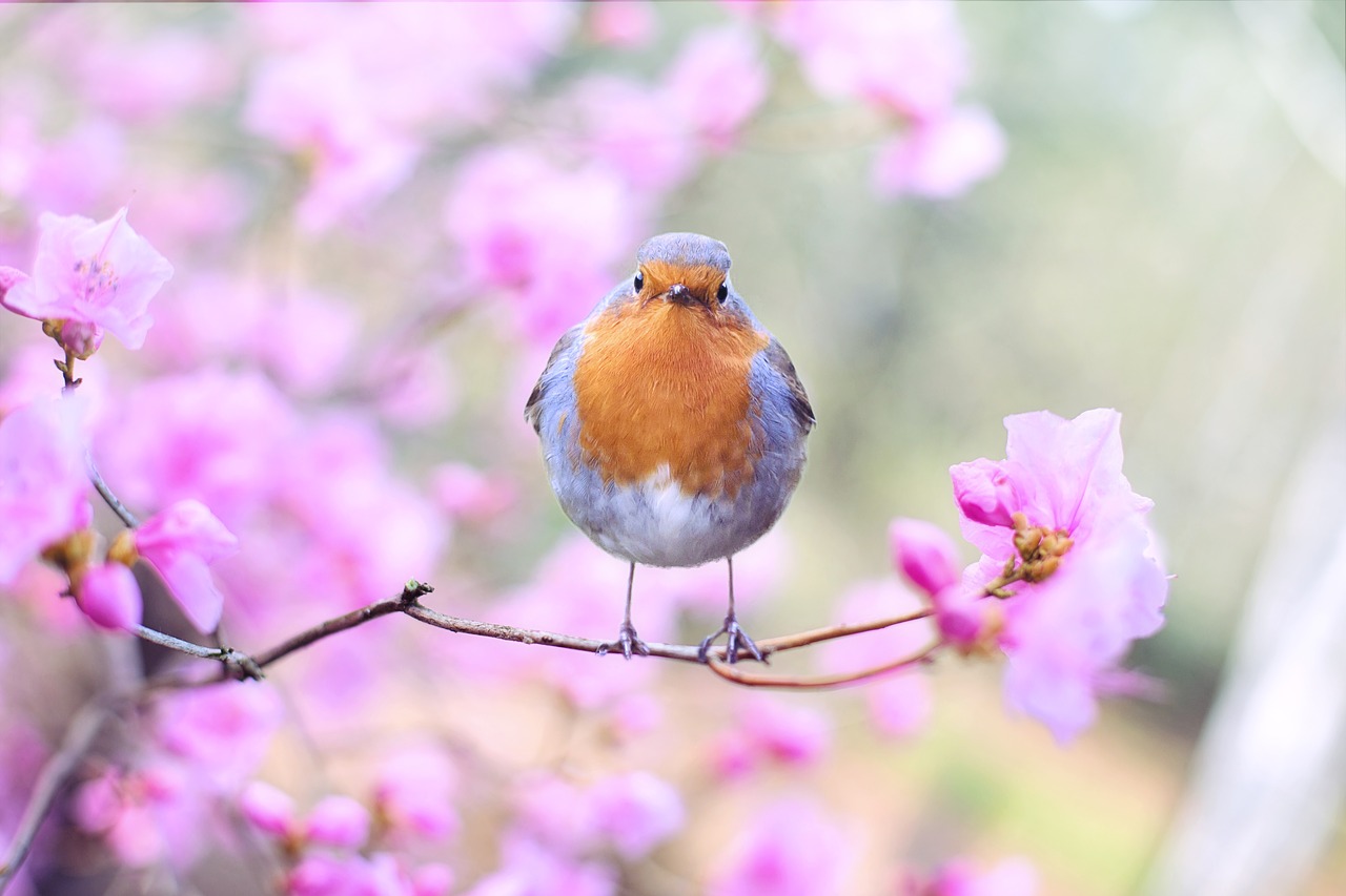 Image - spring bird bird spring robin