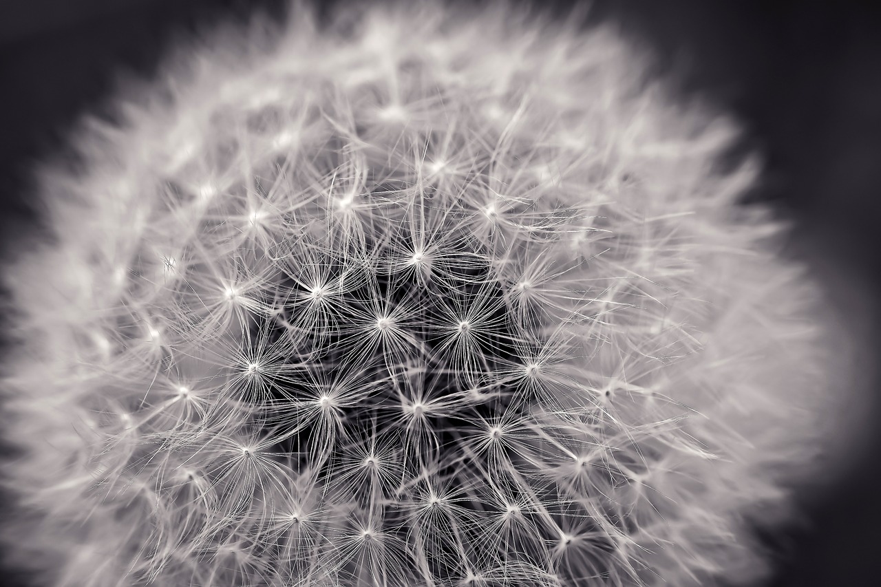 Image - dandelion close pointed flower