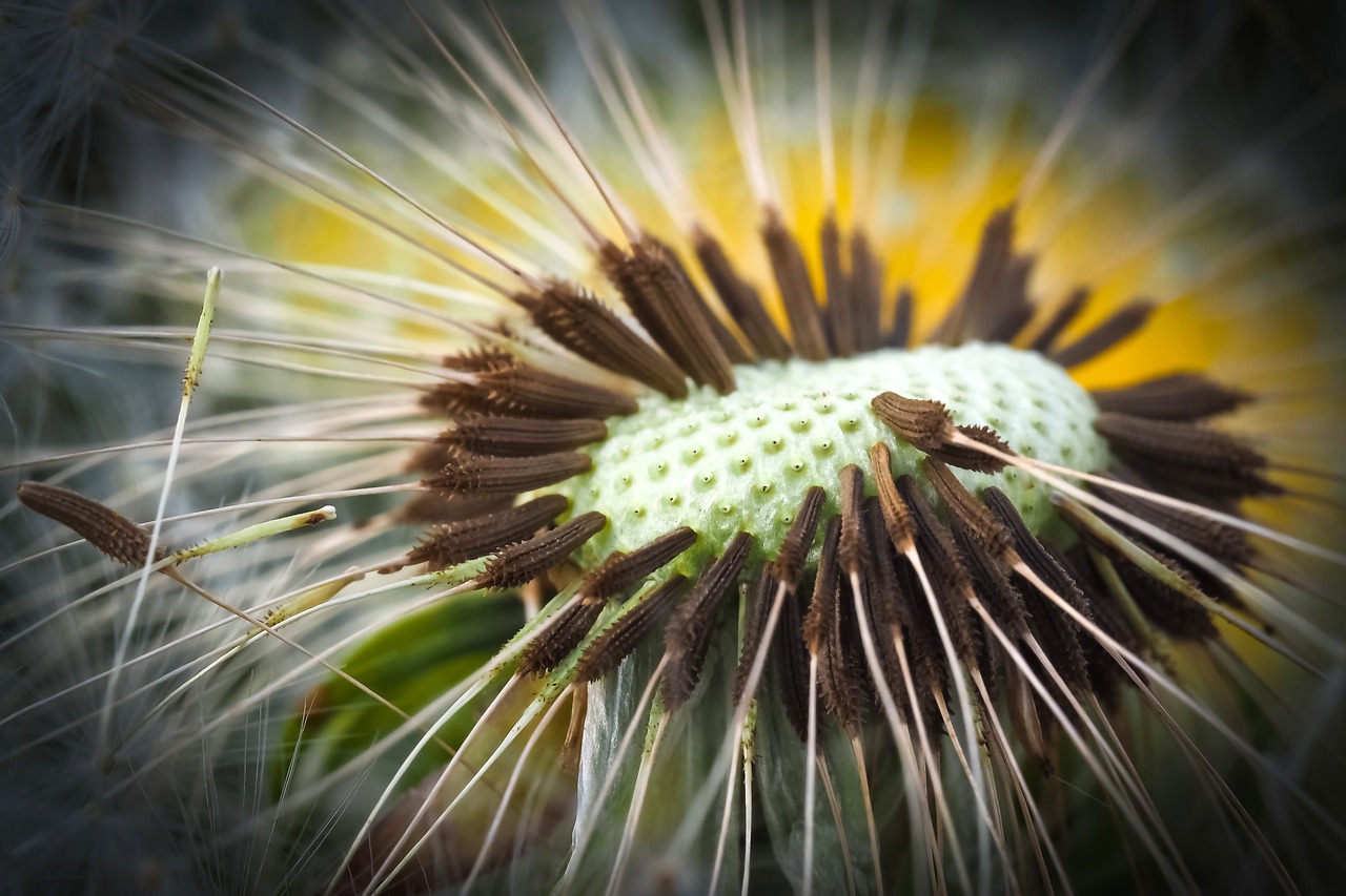 Image - dandelion close pointed flower
