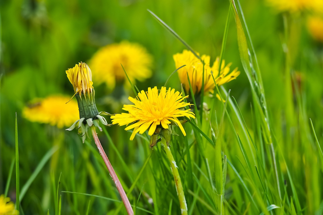 Image - dandelion flower blossom bloom