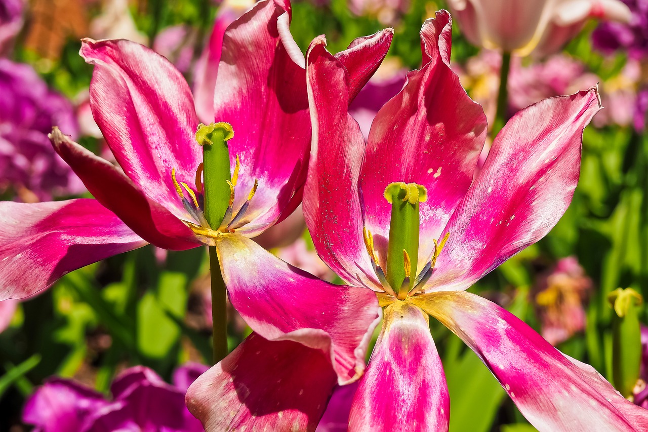 Image - tulips flower violet flowers