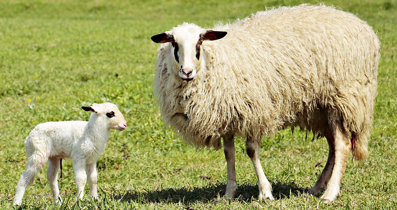 Image - lamb sheep animal cute sweet