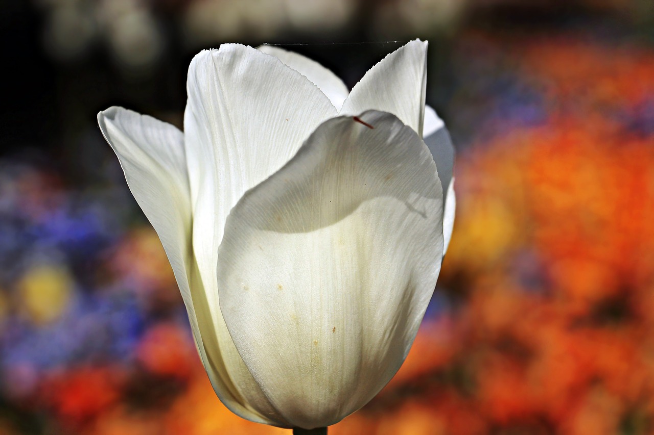 Image - tulip flower blossom bloom nature