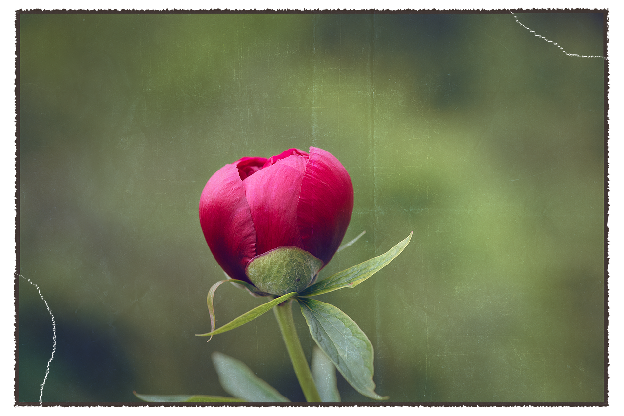 Image - peony blossom bloom pink flower