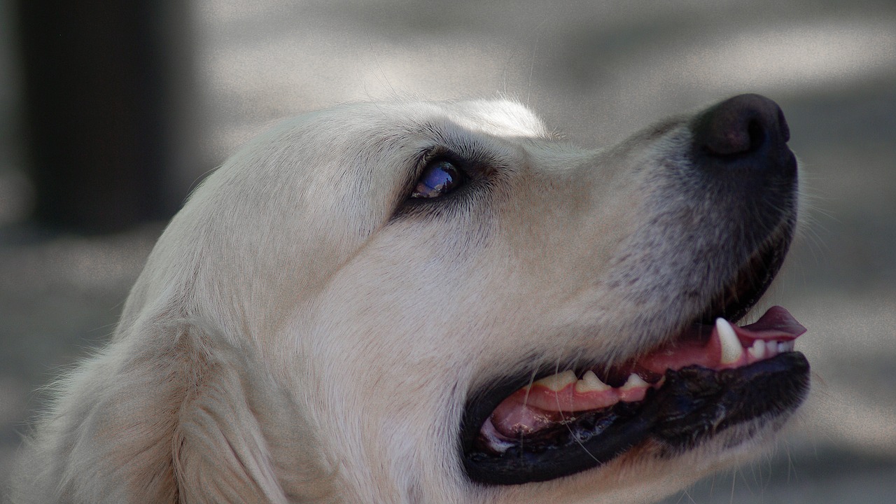 Image - labrador dog canine race