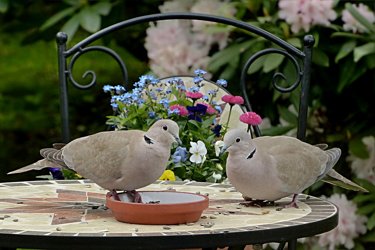 Image - dove collared streptopelia decaocto