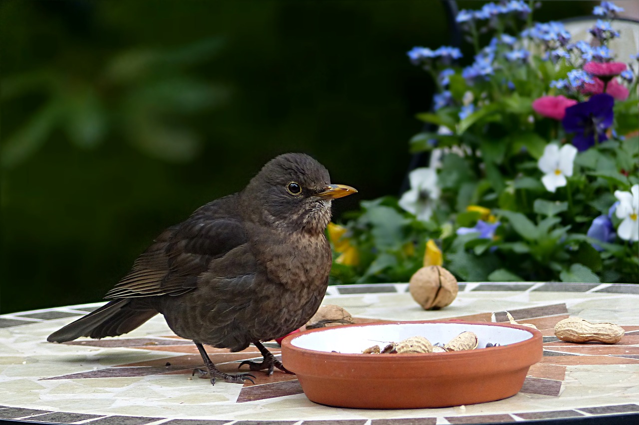 Image - bird throttle turdus philomelos