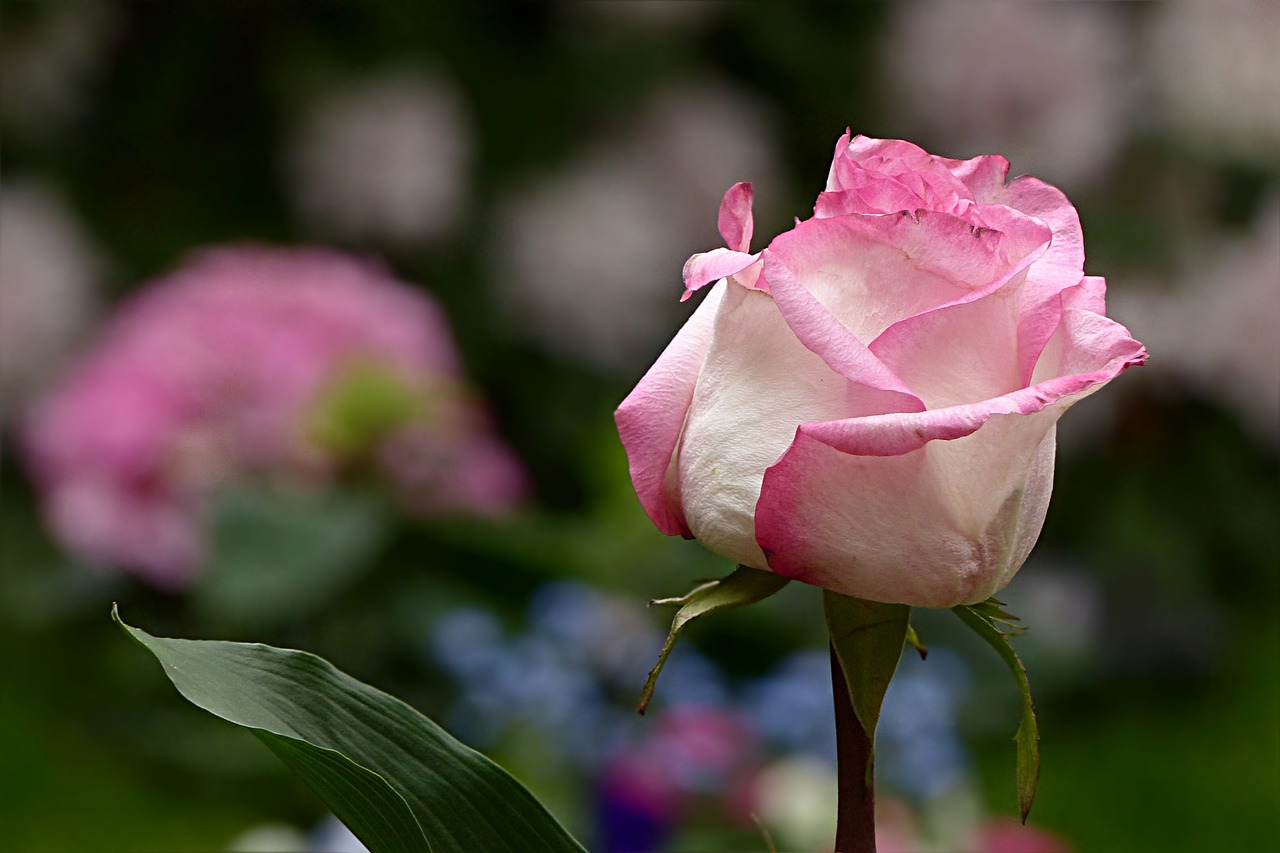 Image - flower rose pink pink white pretty