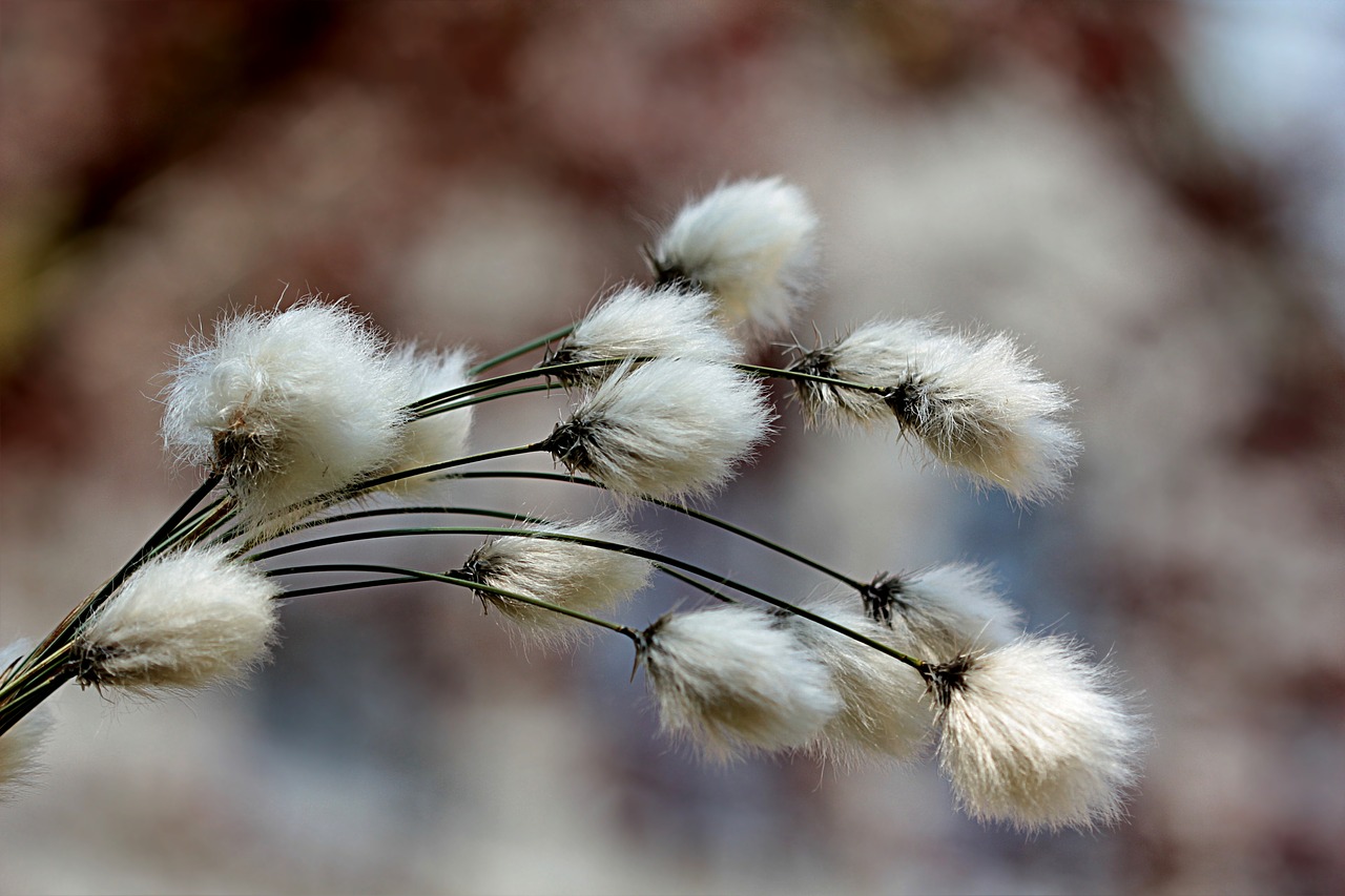 Image - grass cottongrass cotton flower