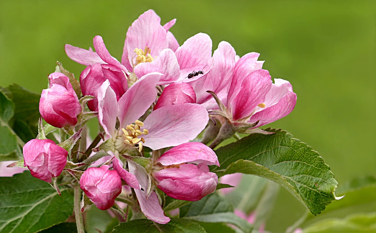 Image - blossom bloom pink apple blossom