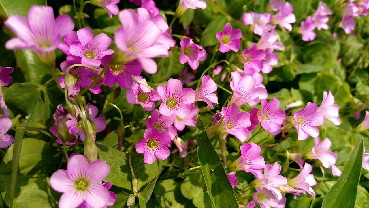 Image - clover flowers and plants may