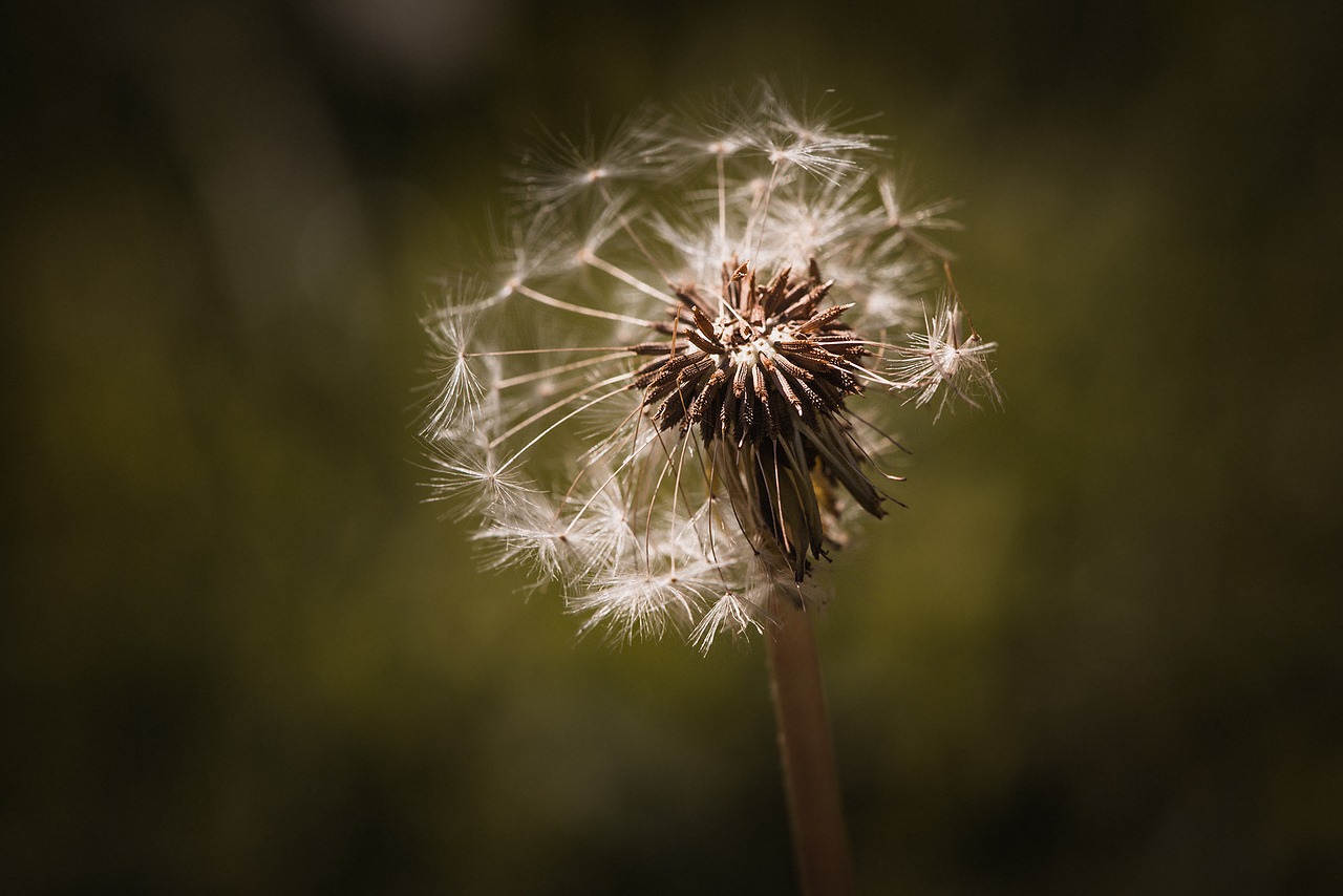 Image - dandelion seeds flying seeds nature