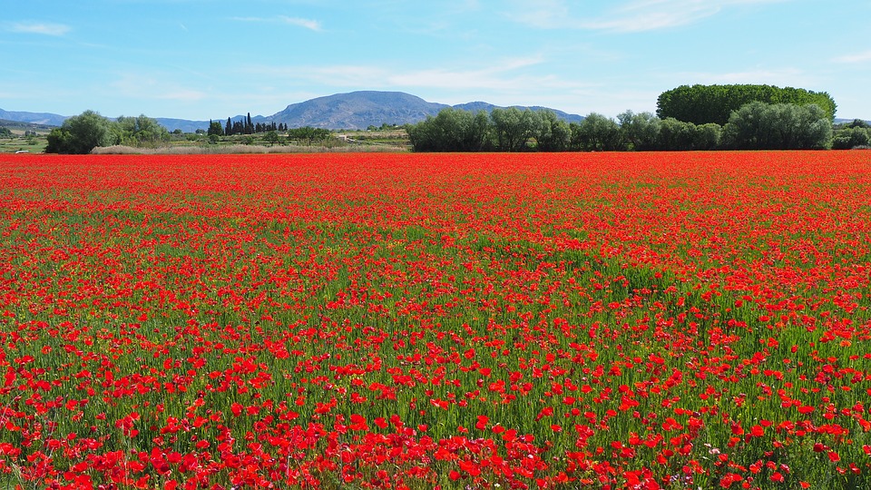 Image - nature field poppies red