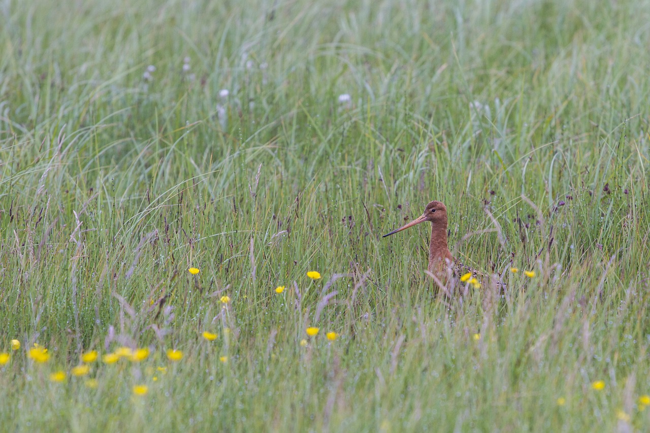 Image - bird curlew camouflage disguised