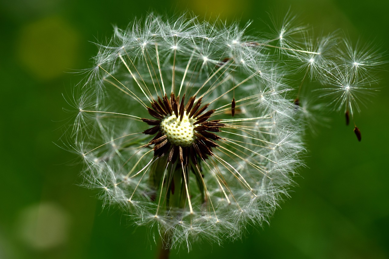 Image - dandelion wind nature seeds plant