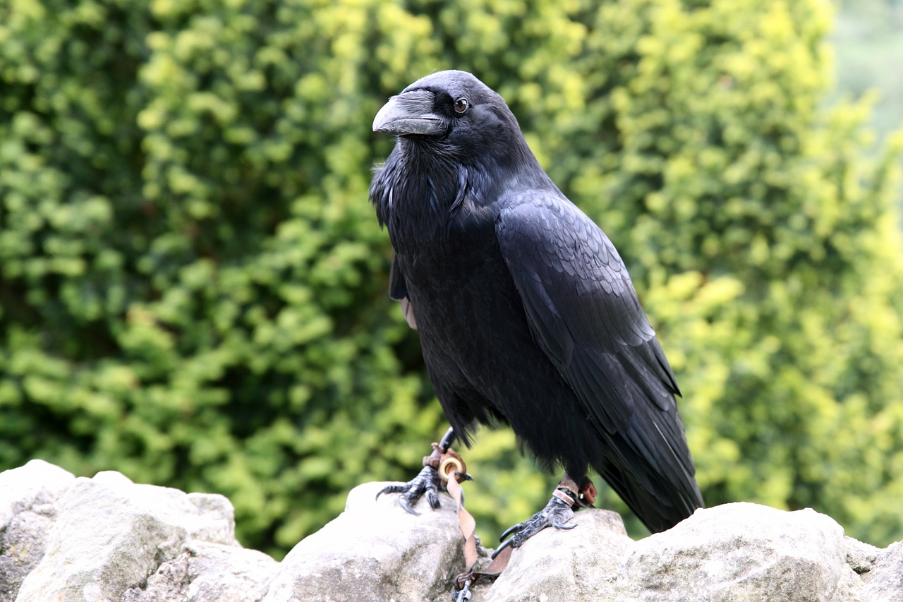 Image - animal beak bird black claw crow